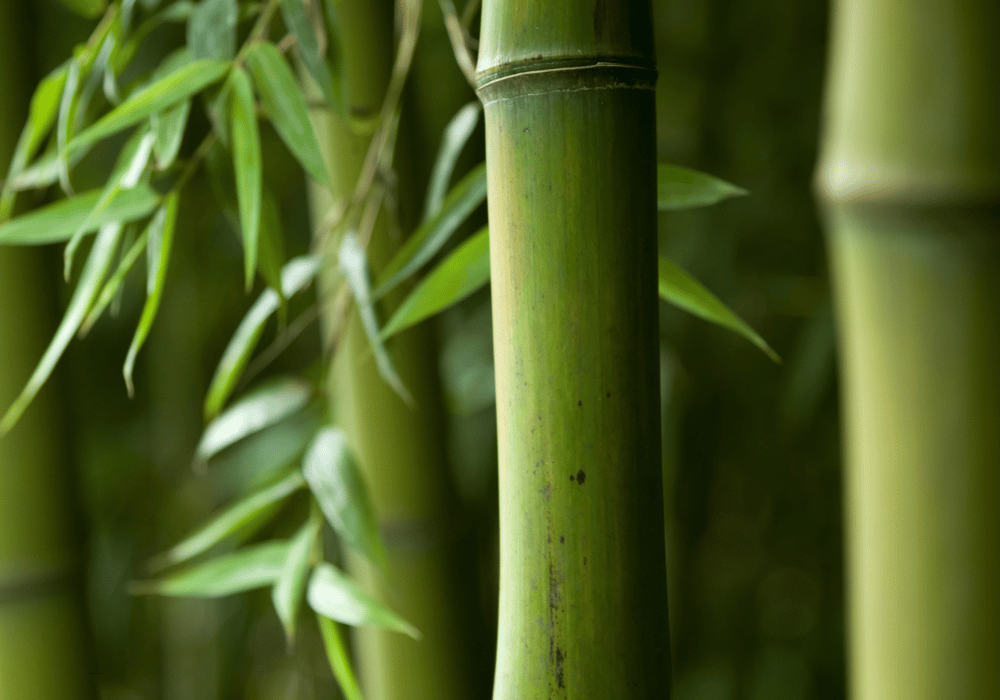Bamboo growing in a forest organically