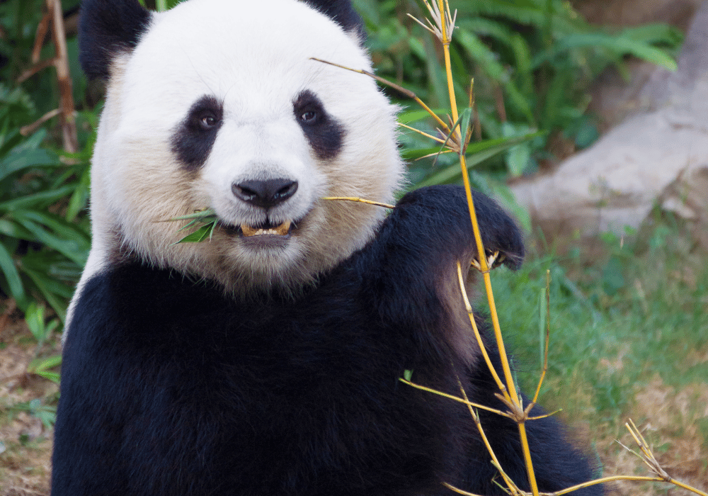 Panda Bear eating Organic Bamboo Fibres