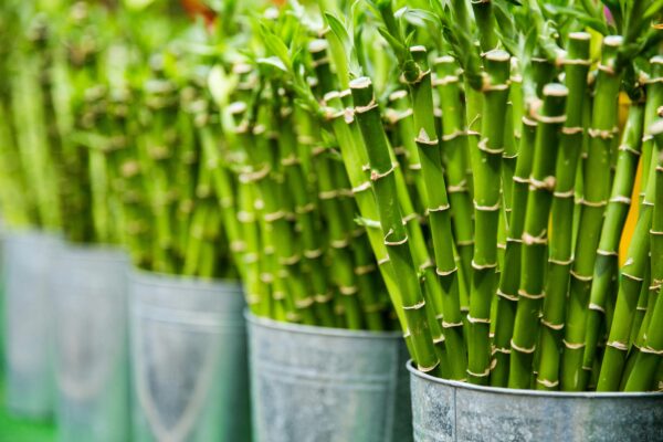 Bamboo Trees