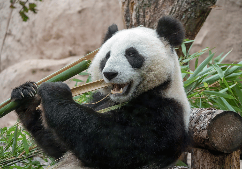 Panda in Bamboo Forest